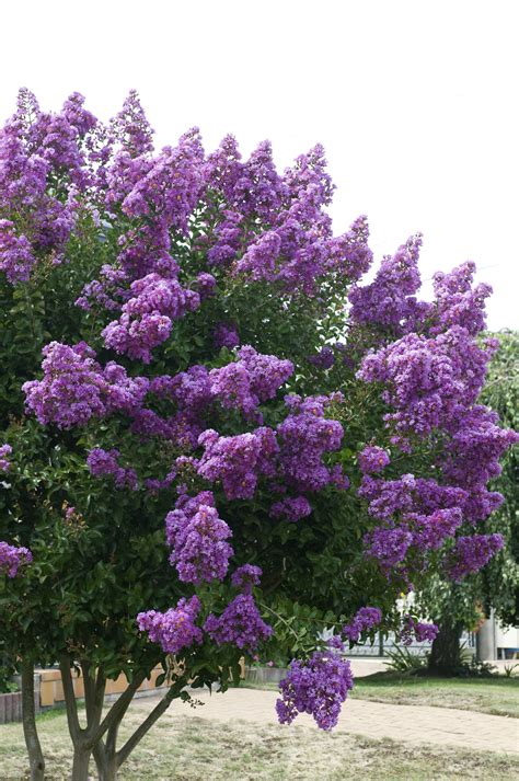 Purple nagic crape myrtle tree